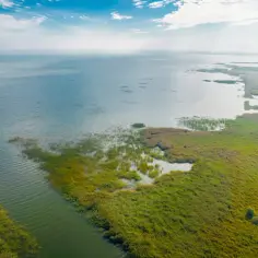 Rozległe tereny podmokłe nad Wisłą, porośnięte trzcinami i trawami, z wodnymi rozlewiskami.